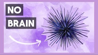 What’s Inside A Sea Urchin [upl. by Bazil]