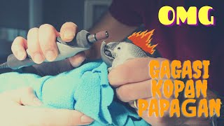 Gagası kopan papağan 🦜  PAPAĞANLARDA gaga bakımı  Beak trim [upl. by Nwahsek769]