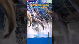 Four Dolphin 🐬🐬🐬🐬 Amazing moments shortsfeed dolphinlove viralvideo [upl. by Leacim77]