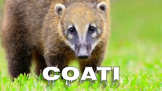 Coati sounds [upl. by Sato]