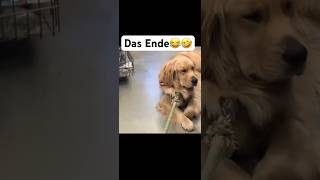 Das Ende😂😅 comedyfilms humour fail funny comedy comedymovies memes [upl. by Jacquette]