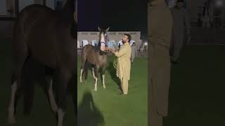 hsntiwana horse shortvideos fy fyp shorts people viral [upl. by Sweyn241]