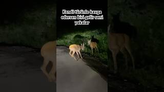 Dişi için kavga eden karacalar yaklaşan tehlikeyi fark edemedi karaca yabanhayatı geyik animals [upl. by Adnalram230]