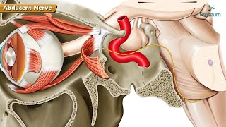 Abducens nerve Sixth Cranial Nerve Anatomy Animation  Course Function and Clinical Insights [upl. by Roberto]