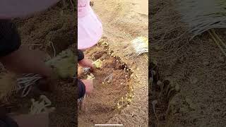 The process of digging bean sprouts in the sand [upl. by Aneeg]