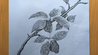 Leaves drawing in pencil  pencil sketch  Foliage drawing step by step [upl. by Lindo]