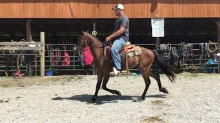 Sold Registered Friesian heritage horse and sport horse international gelding49 2yr old 141h [upl. by Coffeng]