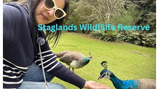 Staglands Wildlife Reserve Fun watching Peacock dancing Newzealand [upl. by Rasla]