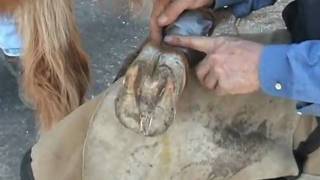 Laminitis First Aid Treatment and Foot Function Restoration using Styrofoam [upl. by Cirdla82]