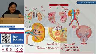 BÁSICAS  UROLOGÍA [upl. by Nylavad]