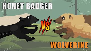 Wolverine vs Honey Badger  Woodland vs Savannah Animals S1  Animal Animation [upl. by Kameko]