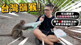 【人猴衝突】台灣獼猴猴子攻擊人搶便當飲料怎麼辦原來沒猴王公猴很辛苦【許伯簡芝】 [upl. by Ylurt]