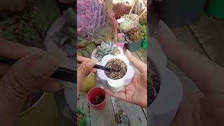 Suculentas desde hojas 🍀🤭 suculentas plantas succulents plants jardinería garden cactus [upl. by Leizahaj377]