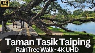 Enchanting Taman Tasik Taiping RainTree Walk  4K UHD Adventure 🌳🚶‍♂️ [upl. by Sedberry]