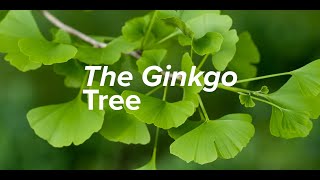 The Ginkgo Tree Planted 1400 Years Ago [upl. by Raamal546]