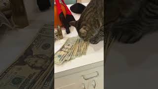 Cats are richer than me cat catvideos funny catfunny funnyvideos cute kitty [upl. by Ernie181]