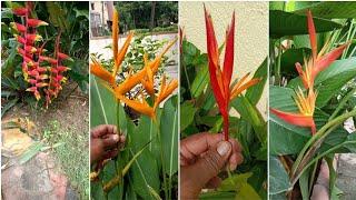 how to grow and care lobster claw Heliconia plant tips [upl. by Dranyam]