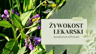 ŻYWOKOST LEKARSKI  Leczy i nawozi uprawy Kompendium Wiedzy żywokost żywokostlekarski ogród [upl. by Morehouse]