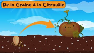 De la Graine à la Citrouille  Documentaire pour enfants  Sciences ludiques  Fiches GRATUITES 🍃 [upl. by Elleirad]