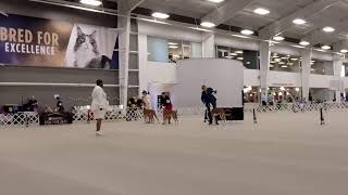 Ibizan Hound Club of the United States Live Stream  Sweepstakes [upl. by Ayerf]