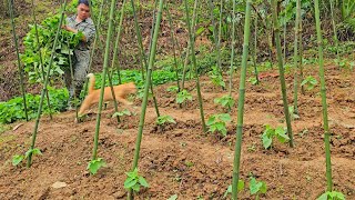 Making trellis for climbing beans completing snail pond construction gardening [upl. by Isidora]