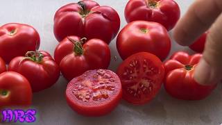 ⟹ Homestead Tomato  Solanum lycopersicum  Tomato Review 2018 [upl. by Kcirdec]