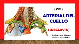 🥇 ARTERIA SUBCLAVIA Y SUS RAMAS ¡Fácil y Sencillo [upl. by Weywadt]