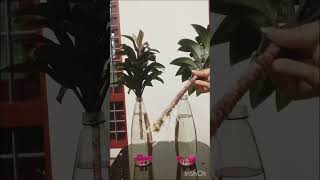 Croton Plant Propagation in water fizan’svlogs shortvideo plant propogation [upl. by Alayne730]