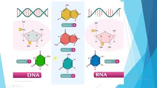 DNK i RNK molekularna biologija [upl. by Petersen]