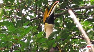 Call of Great Hornbill Male [upl. by Acirtal]