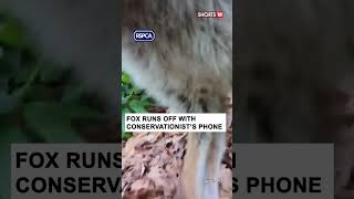 Caught on Camera Watch As a Cunning Fox Steals Animal Rescuers Phone viral shorts  N18S [upl. by Anaibib872]