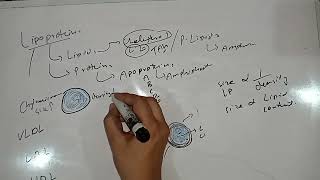 Lipoproteins VLDL LDL HDL Lipids Biochemistry Lipids 1st Year MBBS Biochemistry Lecture 3 [upl. by Alyekahs]