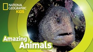 Wolf Eel  Amazing Animals [upl. by Aidiruy984]