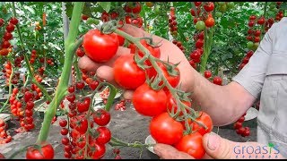 Episode 11  Increase the yield of your tomato plants with mycorrhiza fungi [upl. by Xuaegram]