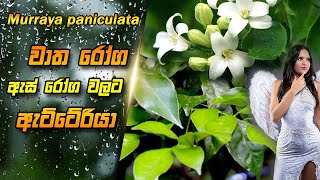 වාත රෝග ඇස් රෝග වලට ඇට්ටේරියා  Atteria  Etteria  Murraya paniculata  Orange Jessamine [upl. by Schnurr762]