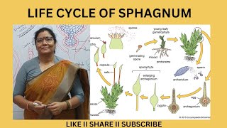 LIFE CYCLE OF SPHAGNUM [upl. by Micky]