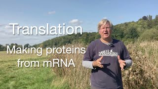 Translation  making proteins from DNA  from mRNA to protein [upl. by Jillene]