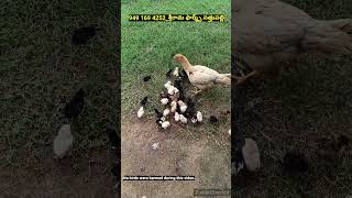 CUTE CHICKS pandemkollupempakam farming viralshorts trending sreeramafarms [upl. by Nimad]