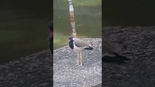 Red wattled lapwing please like share and subscribe 🙏🏻 [upl. by Ailido]