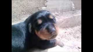 Rottweiler Cachorro ladrando [upl. by Onilegna665]