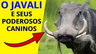 O JAVALI E SEUS PODEROSOS CANINOS [upl. by Peyton]