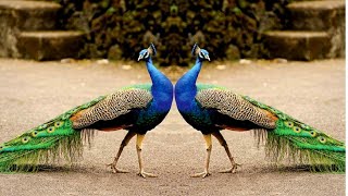 Peacock dance and Peacock Sound Effect  Peacock Up and Close [upl. by Darach]