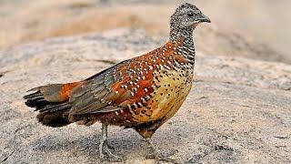 Painted spurfowl Galloperdix lunulata  Male foraging [upl. by Gniw]