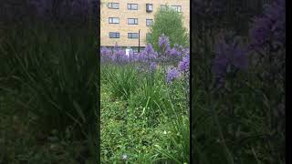 Camassia esculenta Quamash or Wild Hyacinth Bulbs Ready To Plant Free Postage UK [upl. by Nitsuga]