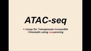 ATACseq in One Minute [upl. by Platto]