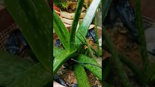 How to get many aloe Vera sheds from one Mae aloe vera tree [upl. by Tarrsus]