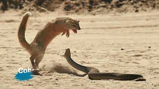 what happens when attack Cobra vs Mongoose  😨 😨 😨 😨 [upl. by Arihas]