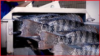 Amazing Tilapia Farm  Tilapia Fish Harvesting technology  Automatic Fish Processing Line Machine [upl. by Skolnik]