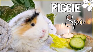 Guinea Pig Spa Day 🐹🧼 [upl. by Sara]