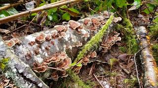 Stunning flush of Trametes versicolor growing off alder on the Oregon Coast [upl. by Annahtur]